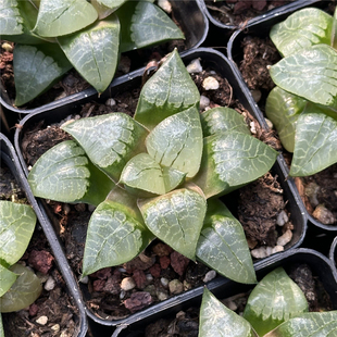 太阳康平 多肉植物 十二卷 7厘米盆 大窗单头 一件包邮 不仅布蔓