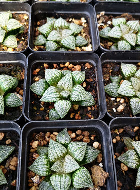 珍珠白银寿多肉植物属不仅布蔓