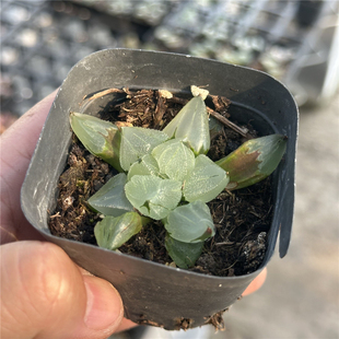 冰玉鸾 多肉植物 十二卷 6.5厘米盆 透背窗  一件包邮 不仅布蔓