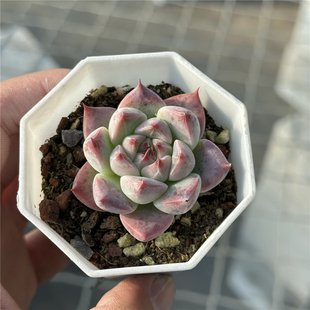 天空之城 多肉植物 7厘米盆 纹理清晰红尖红边 一件包邮 不仅布蔓