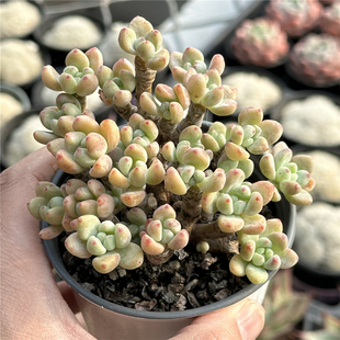 劳尔 多肉植物 9厘米盆 多头群生 老桩控养 一件包邮 不仅布蔓