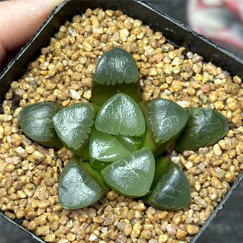 姬翠7厘米盆云窗翠色透窗