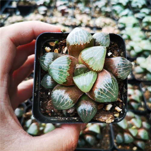 森之魅惑十二卷光滑油亮多肉植物