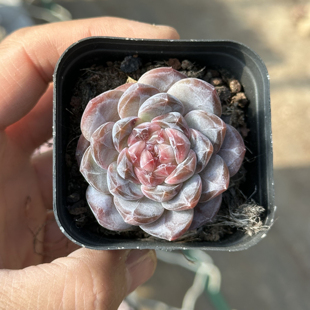 纹理清晰 6.5厘米盆 红糖心 一件 不仅布蔓 琥珀 包邮 多肉植物