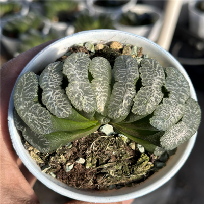 虎姬玉扇9厘米盆白纹大窗