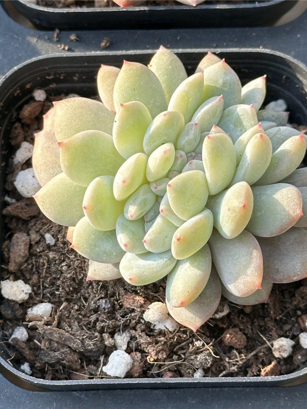 5厘米盆 缀化带侧芽 满30包邮