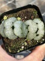 The White Bear Jade Fan Twelve Rolls is a succulent plant. It comes in a 7-cm pot with large white transparent leaves. Free shipping thumbnail 4