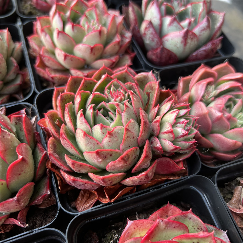 斗牛舞 罗西玛杂交 多肉植物 5厘米单头 红底 满30包邮 不仅布蔓