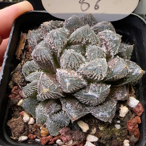 狼蛛 86