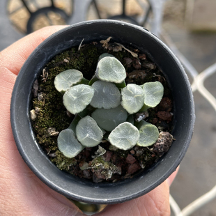 天照万象 多肉植物 十二卷 9厘米盆 圆窗透明 一件包邮 不仅布蔓