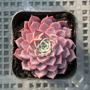 腮红 多肉植物 6.5厘米盆 大红色 纹理清晰 一件包邮 不仅布蔓