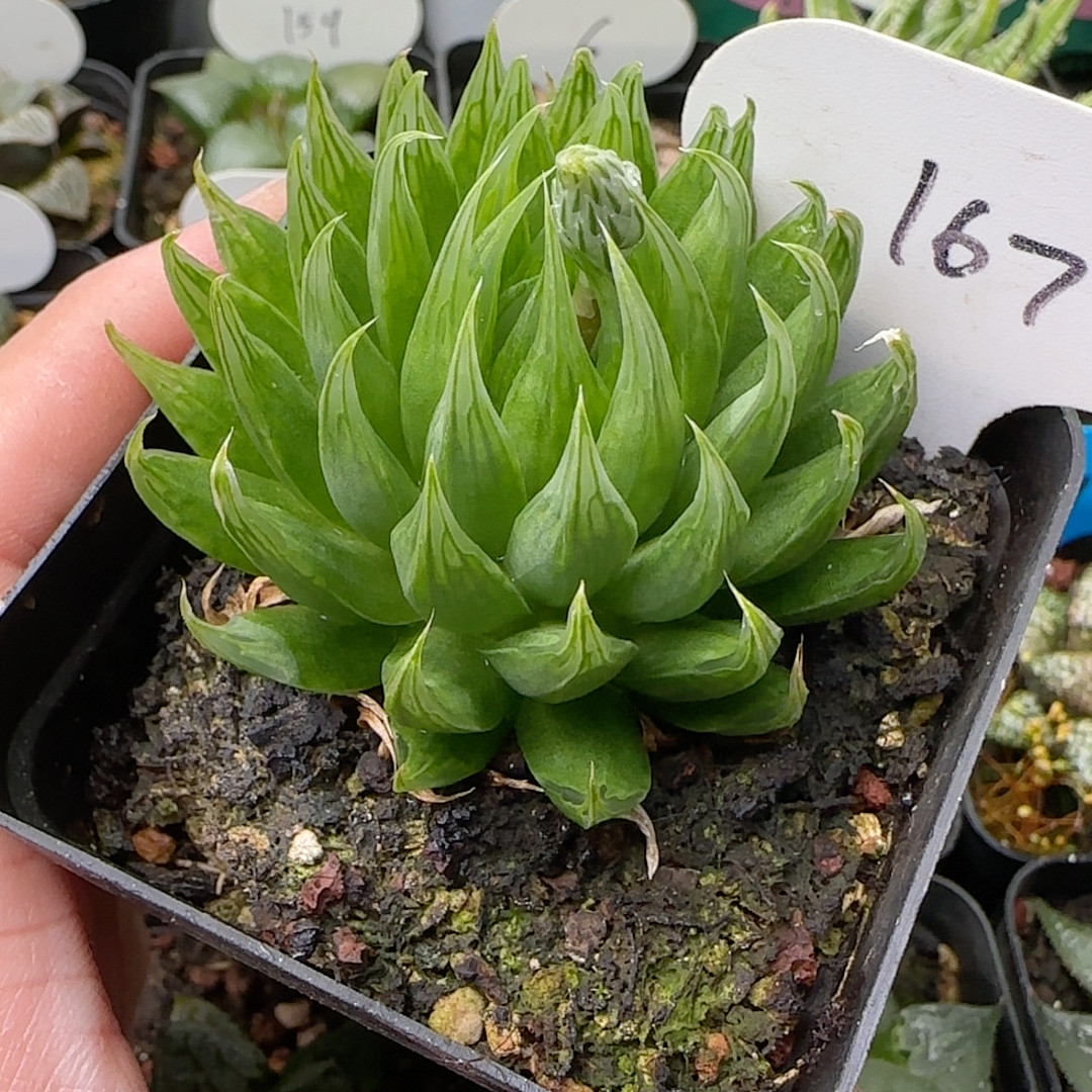 原始玉露 167,鲜花速递/花卉仿真/绿植园艺,多肉植物,淘宝优惠券,粉丝福利购,淘宝优惠卷