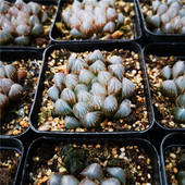 玉露 寿 合集 黑肌玉露 包邮 十二卷属 一件 不仅布蔓 多肉植物