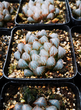 黑肌玉露  多肉植物 十二卷属 玉露 寿 合集  一件包邮 不仅布蔓