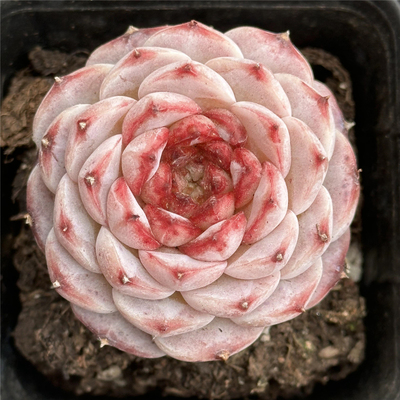 天鹅绒6.5厘米盆单头紫红糖心