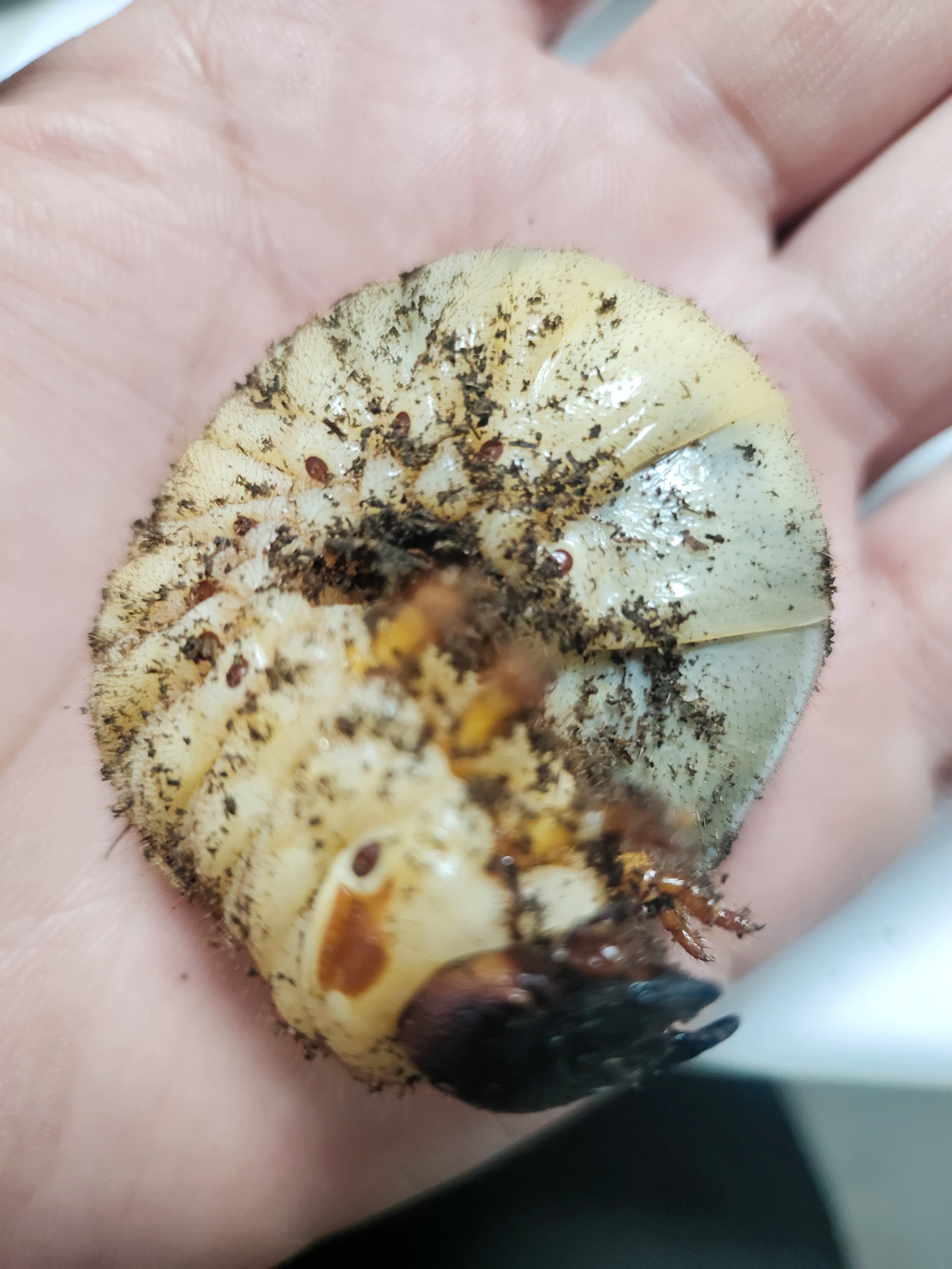 独角仙幼虫萌宠异宠甲虫