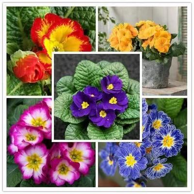 报春花110盆带花苞四季开花盆栽花卉阳台庭院好养