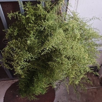 苦草青蒿