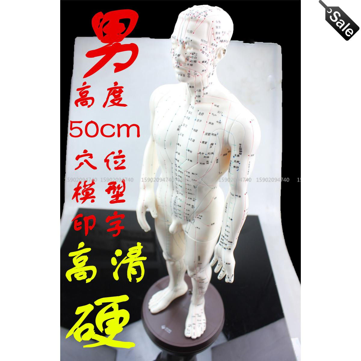 高清人体模型人体穴位模型医用针灸小人模型经络小人男性模型硬质