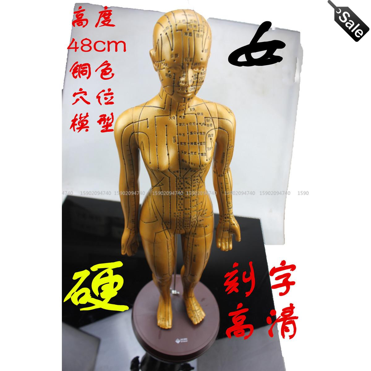 伟业高清人体穴位模型刻字中医用教学铜人针灸模型图女性经络模型