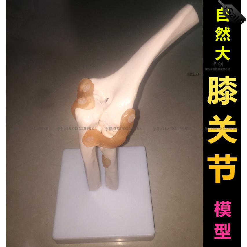 人体肘关节模型肘关节模型肘关节模型带韧带自然大肘关节模型1比1