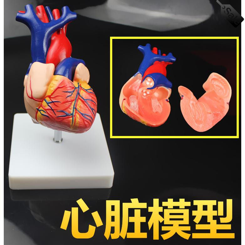 医用1:1自然大人体心脏模型B超彩超声模型教学模型内科解剖带底座