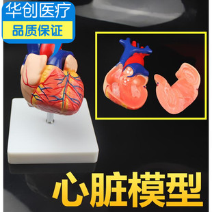 人体心脏结构展示模型心脏解剖模型医用教学讲解演示器材心内科