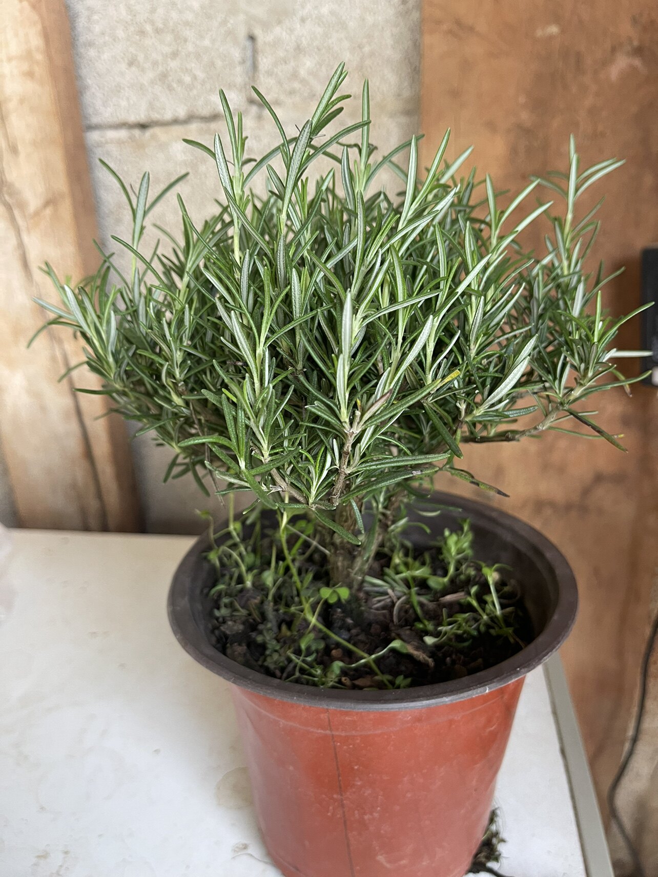 迷迭香  迷迪香  芳香植物驱蚊食用  包邮