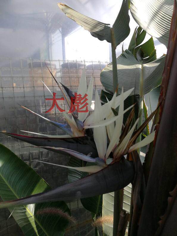 云南昆明向大彪《白花鹤望兰 天堂鸟》大叶花白色包邮包对版