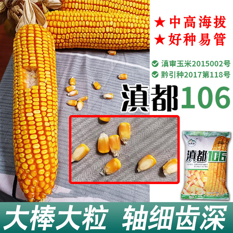 云南玉米种子滇都106大棒大粒轴细齿深 适应1000-2200米海拔播种