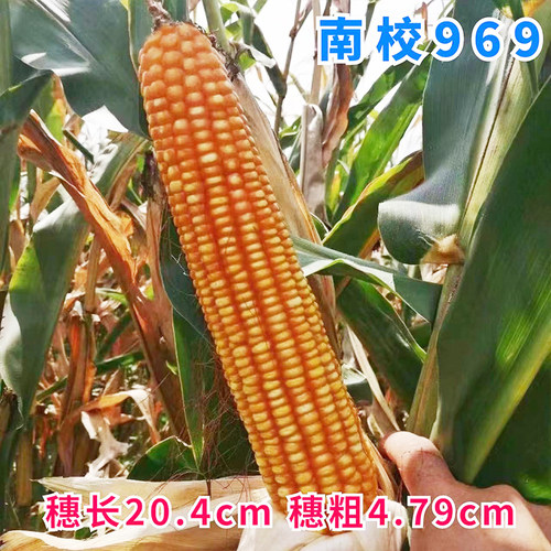 玉米种子南校969适宜海拔800米