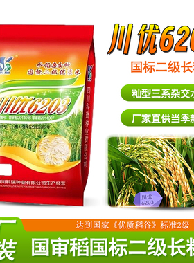 川优6203水稻种稻谷种分蘖强抗病抗倒伏泰国香米品种川优6203