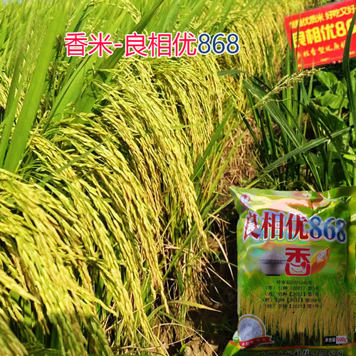 早中晚长粒浓香型水稻种子良相优868长粒型香米口感软糯米质好