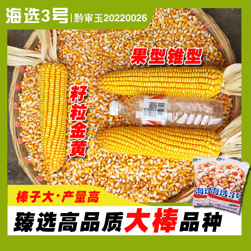 矮杆大棒贵州高海拔玉米种子海选3号玉米种子产量高2公斤装
