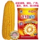 原装 袋 包谷种子正红6号玉米种子玉米大豆套作矮杆抗倒2斤装