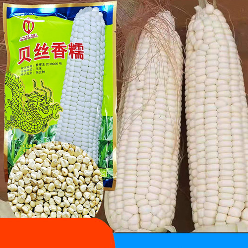 国标二级贝丝香糯玉米种子糯白