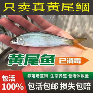 观赏鱼原生鱼练手黄尾鲴鱼苗黄尾鱼黄花鱼黄板刁鲜活鱼塘淡水养殖