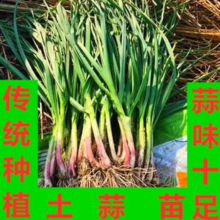 河南红皮青梗大蒜苗新鲜蔬菜蒜苗青蒜农家自种本地笨蒜苗香蒜5斤