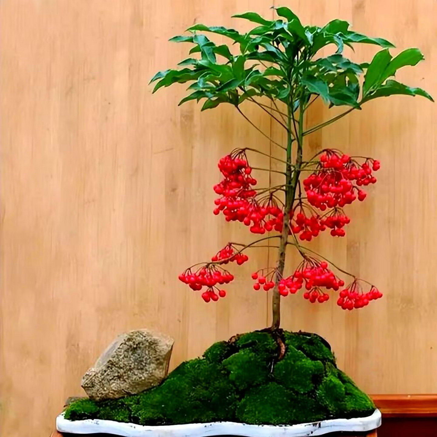 观果植物 年宵花 富贵籽 黄金万两 朱砂根 结果红红火火 不带果
