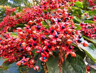 木本花卉，香花龙吐珠花海州常山，香花型，花和果实都可观赏