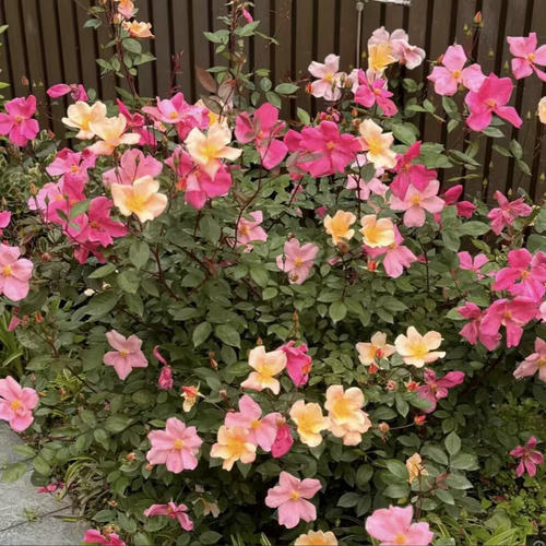 中国古老月季品种花蝴蝶月季