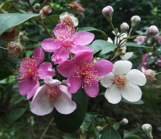 包邮）室外庭院阳台盆栽地栽 稔子花桃金娘树苗 单枝苗20厘米高,鲜花速递/花卉仿真/绿植园艺,绣球/木绣球/木本植物,淘宝优惠券,粉丝福利购,淘宝优惠卷