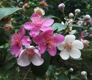 包邮）室外庭院阳台盆栽地栽 稔子花桃金娘树苗 单枝苗20厘米高