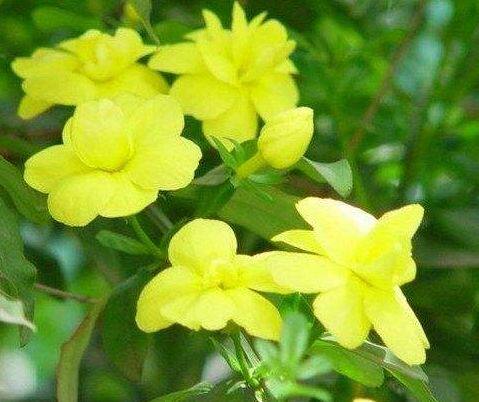 观叶观花盆栽植物 彩叶黄素馨花 彩叶迎春花 小苗5厘米高带原袋土