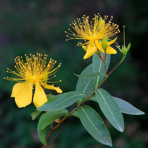 金灿灿一片的金丝桃花香叶秀丽