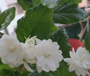 包邮）阳台室外观花盆栽香花尖叶宝珠茉莉宝塔小苗10厘米高带盆土