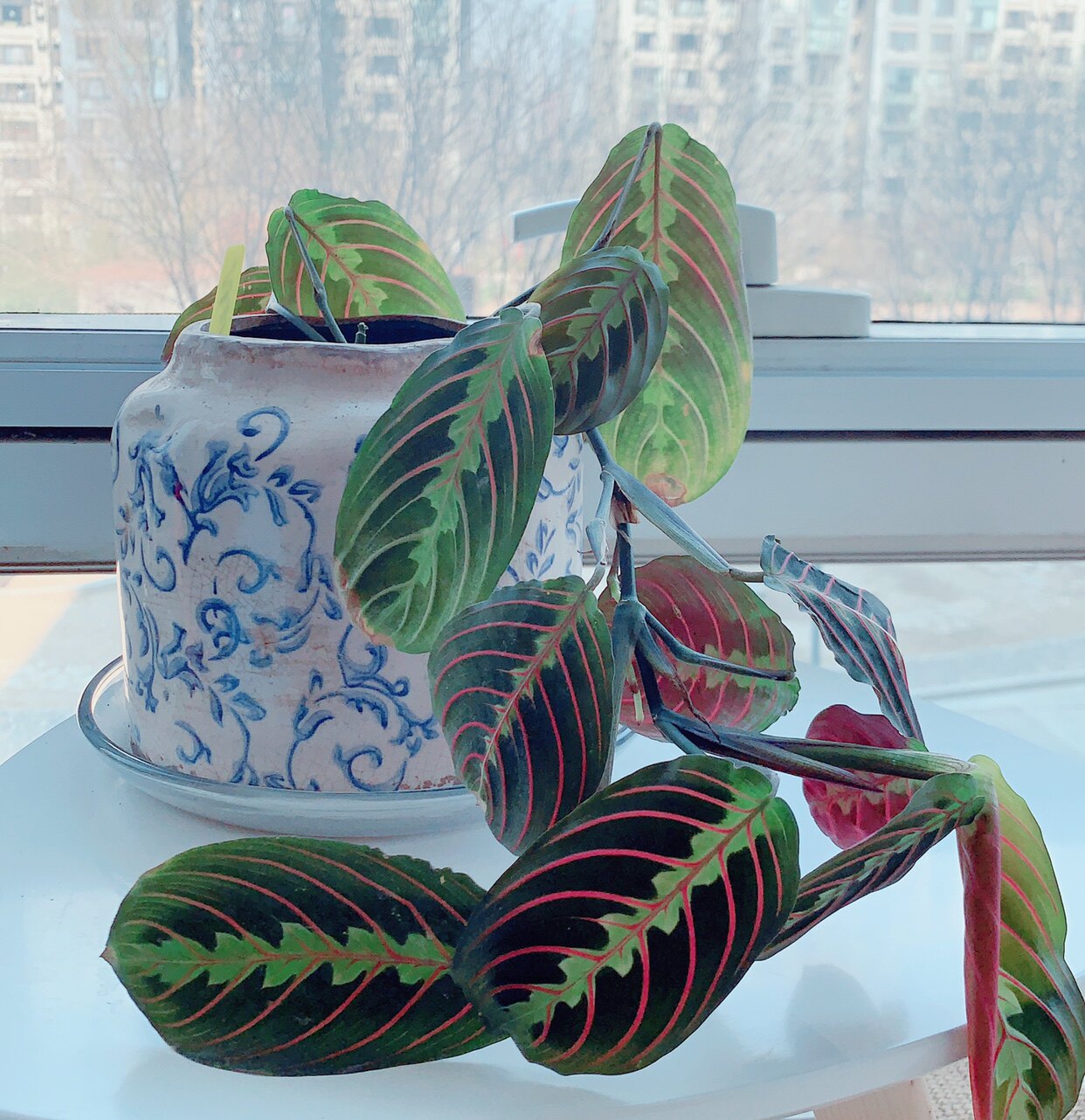 室内观叶植物 红脉孔雀竹芋 叶蝉竹芋 红脉豹纹竹芋 叶色艳丽多彩