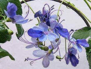 盆栽花卉乌干达桢桐蓝蝴蝶花苗