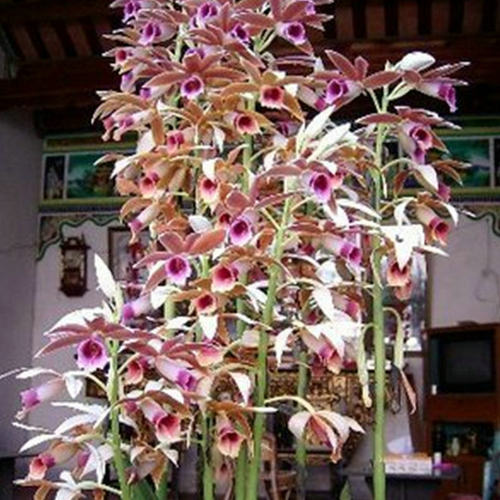 兰花鹤顶兰千鹤兰开花多好看