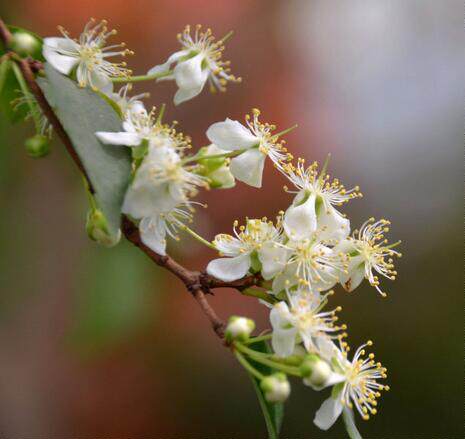 室外庭院盆栽地栽 红果仔 小灯笼苗 桃金娘科 易养可修剪成盆景